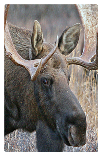 DF35T 314 Gone Hunting (Moose)